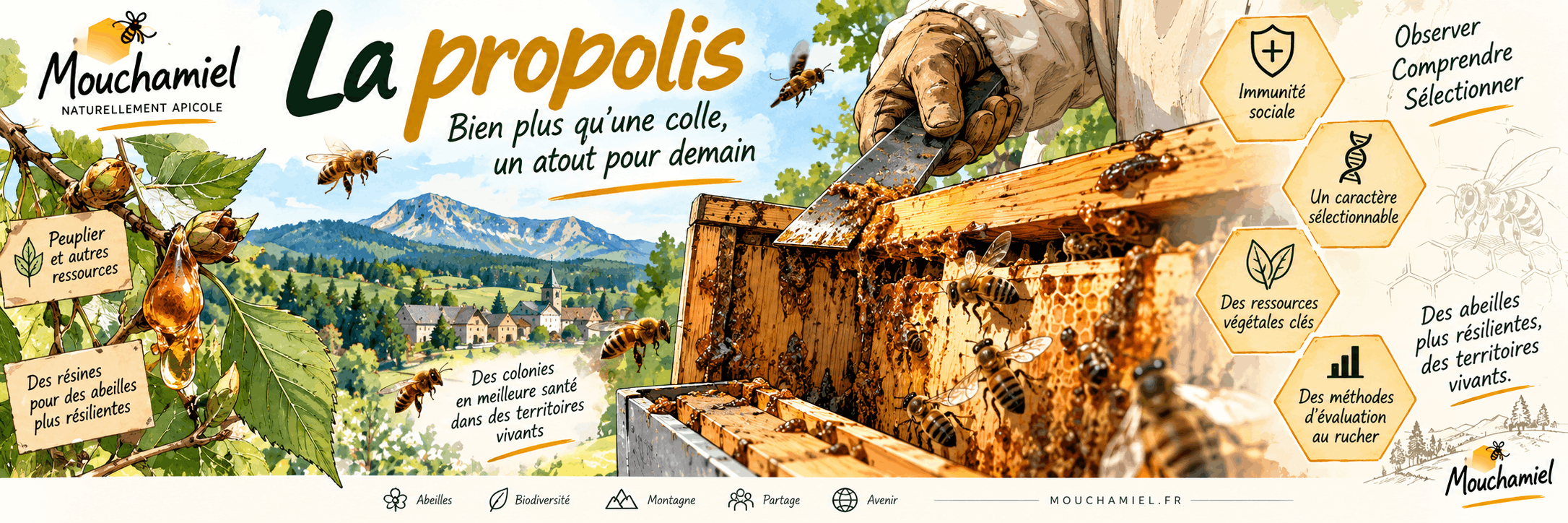 Illustration panoramique d’une ruche fortement propolisée, avec abeilles, résines végétales et pictogrammes évoquant l’immunité sociale, la sélection et les ressources du territoire.